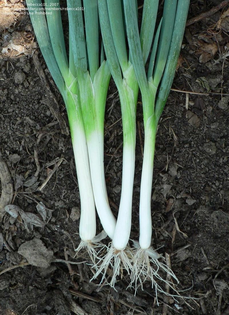 ต้นหอมญี่ปุ่น - Tokyo Long White Bunching Onion