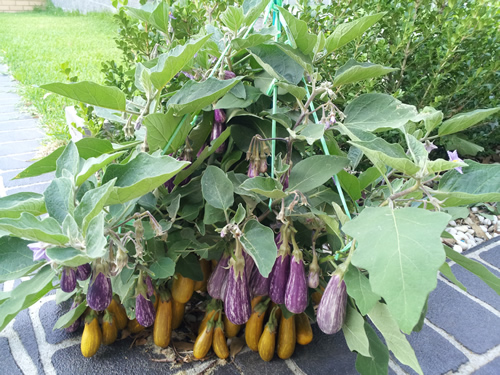 มะเขือแฟรีเทล - Fairytale F1 Eggplant