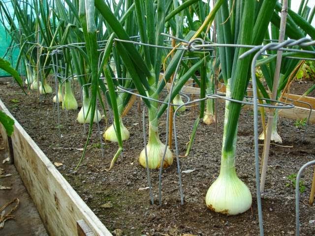 หัวหอมสเปนสีขาว - White Sweet Spanish Onion