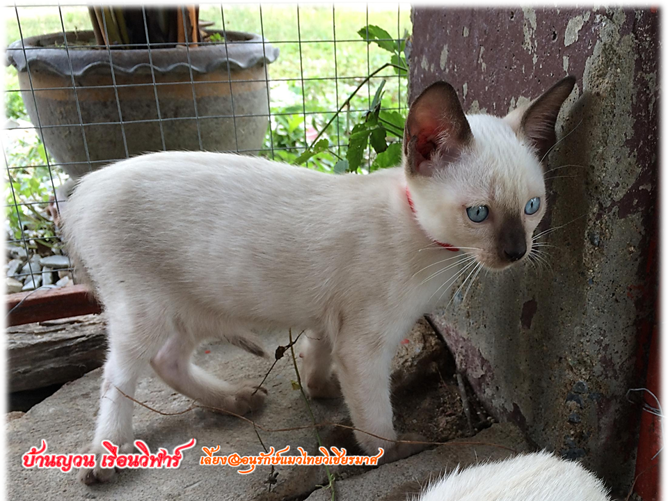 เรือนวิฬาร์