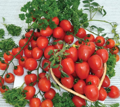 มะเขือเทศสตรอเบอรี่ - TomatoBerry F1