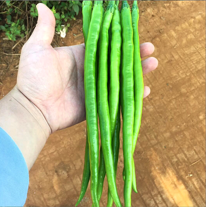 เมล็ดพันธุ์ พริกยาว ลองสวอร์ด - Long Sword Pepper F1 Seed
