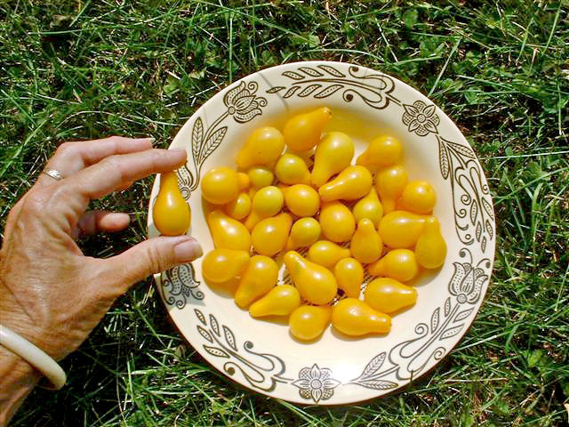 มะเขือเทศลูกแพรสีเหลือง - Yellow Pear Tomato