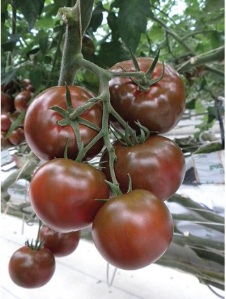 มะเขือเทศแบล็คปริ้น - Black Prince Tomato