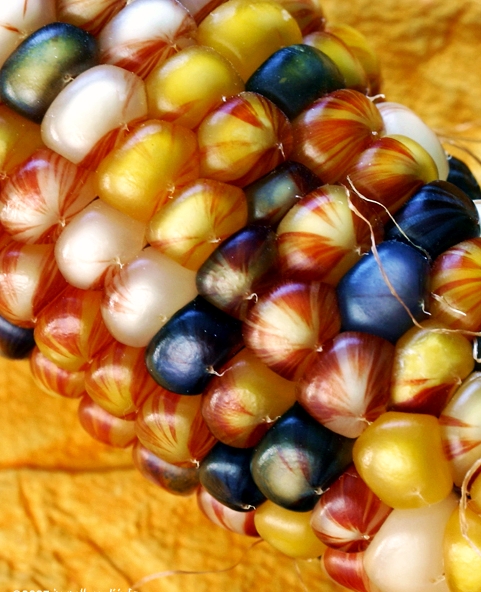 ข้าวโพดสีรุ้ง - Ornamental Indian corn