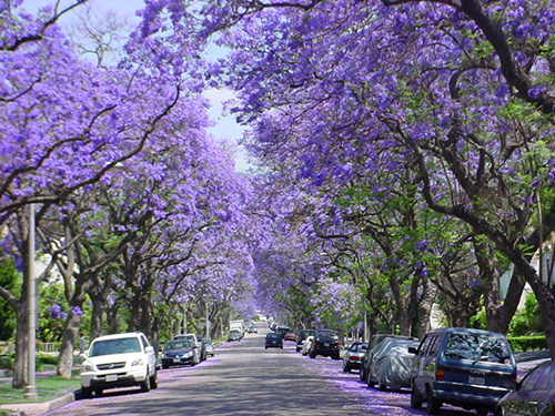 ศรีตรัง - Jacaranda mimosifolia