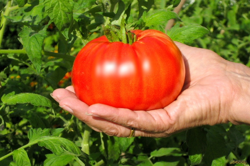มะเขือเทศสเต็กสีแดง - Red Beefsteak Tomato