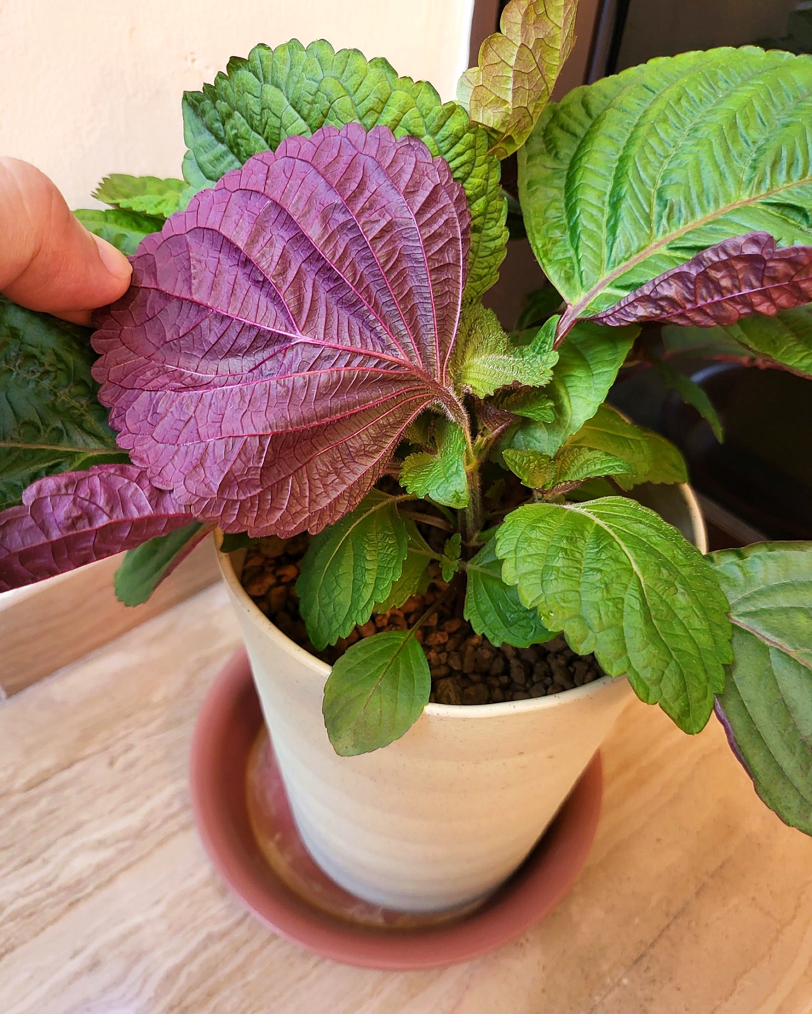 เมล็ดพันธุ์ ชิโซะเวียดนาม Jeok Ssam Ip Shiso Seed