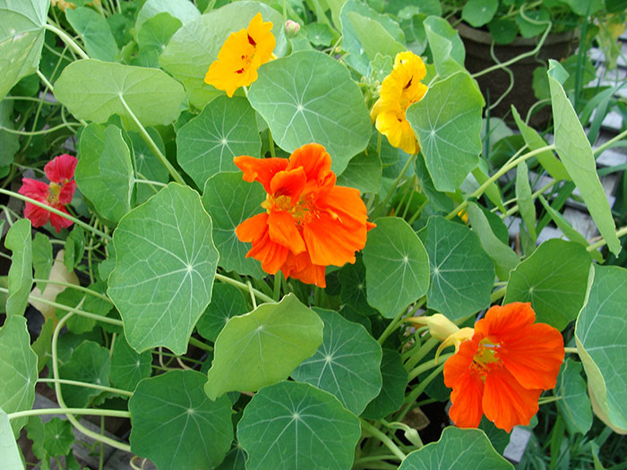 ดอกแนสเทอร์เที่ยม คละสี - Jewel Mixed Nasturtium (ดอกใบกินได้)