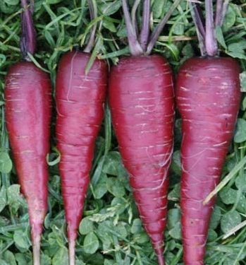 (Whole 1 Oz.) แครอทสีม่วง - Cosmic Purple Carrot