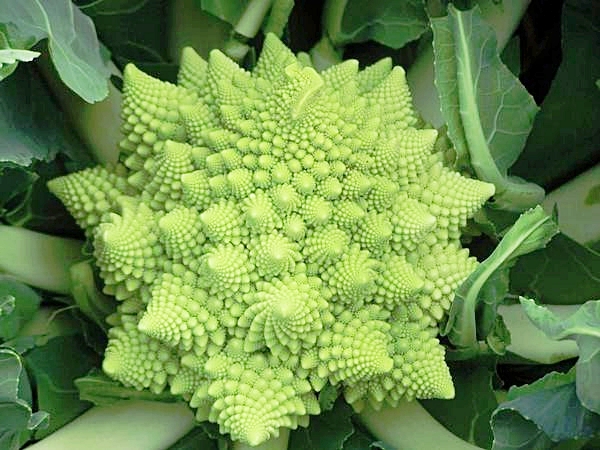 บล็อคโคลี่ เจดีย์ - Romanesco Broccoli