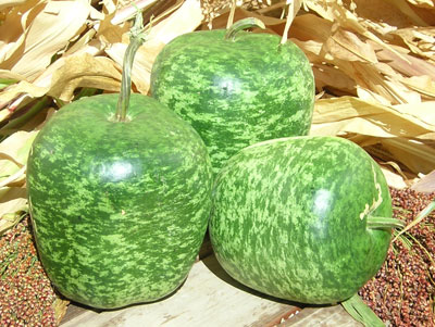 น้ำเต้าแอปเปิ้ล - Big Apple Gourd