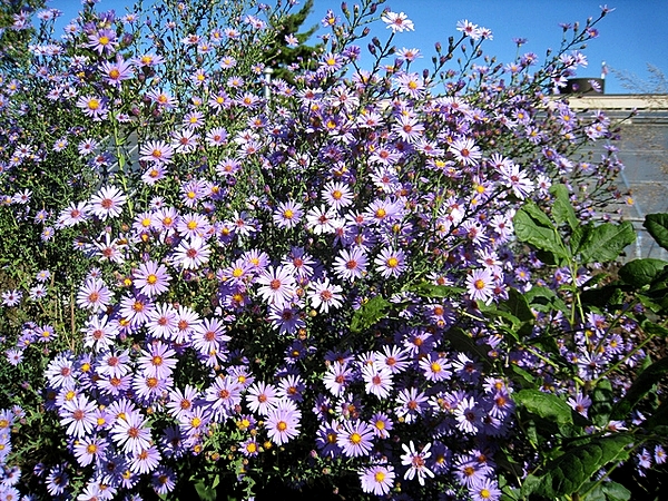 เมล็ดพันธุ์ ดอกแอสเตอร์ สมูทบลู - Smooth Blue Aster Flower Seed