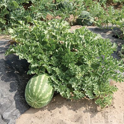 แตงโมคลอนไดค์ - Klondike Striped Watermelon