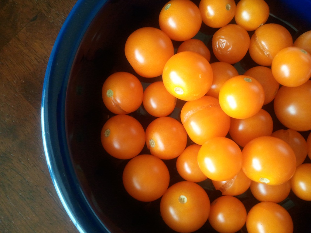 มะเขือเทศซันชูก้า - Sun Sugar Tomato F1