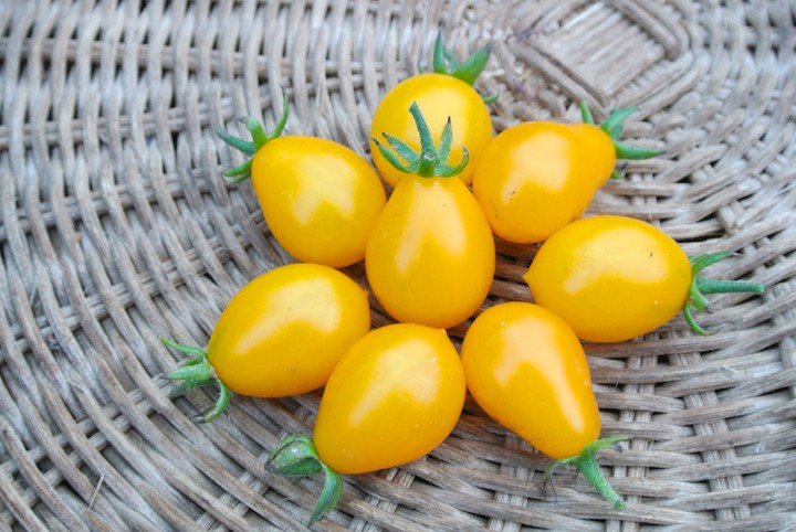 มะเขือเทศพลัม - Yellow Plum Tomato