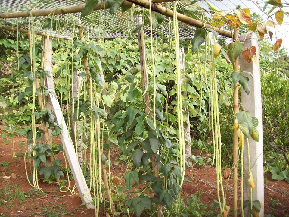 ถั่วฝักยาวออเรียนทอล - Oriental Yard Long Bean