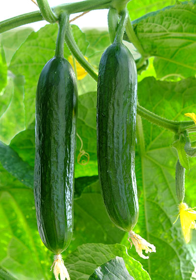 แตงกวาเทนเดอร์กรีน - Tender Green Cucumber