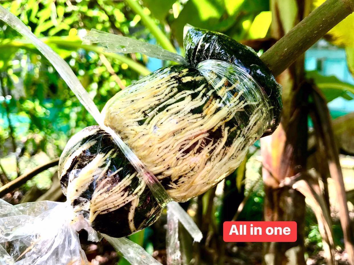 ฮอร์โมน เร่งราก All In One 120 ml. ช่วยกระตุ้นการงอกเมล็ด