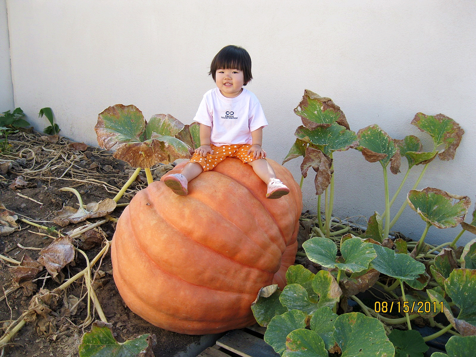 ฟักทองยักษ์ พันธุ์แอตแลนติก - Atlantic Giant Pumpkin