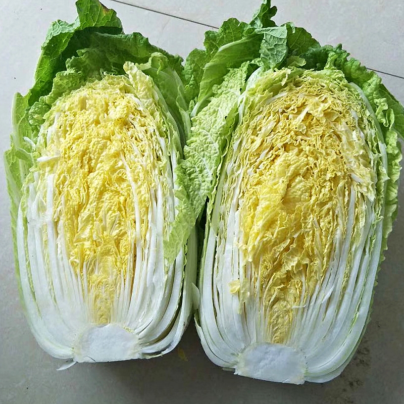 เมล็ดพันธุ์ ผักกาดขาว โอเอซิสไวท์ Oasis White Chinese Cabbage F1 Seed