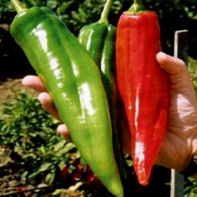 พริกยักษ์ ใหญ่ที่สุดในโลก - Big Jim Giant Pepper