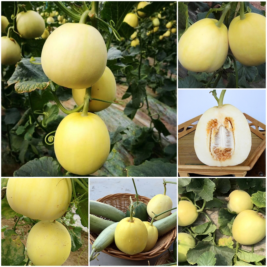 เมล็ดพันธุ์ เมล่อน คริสปี้แพร์เยลโล่ Crispy Pear Yellow F1 Melon Seed
