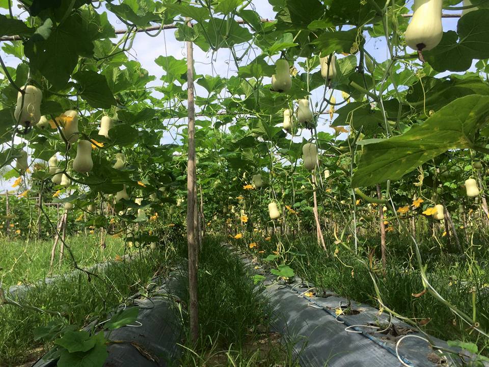 ฟักทอง บัตเตอร์นัท - Waltham Butternut Squash