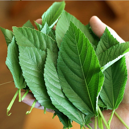 ใบปอ โมโรเฮยะ - Molokhia Egyptian Spinach