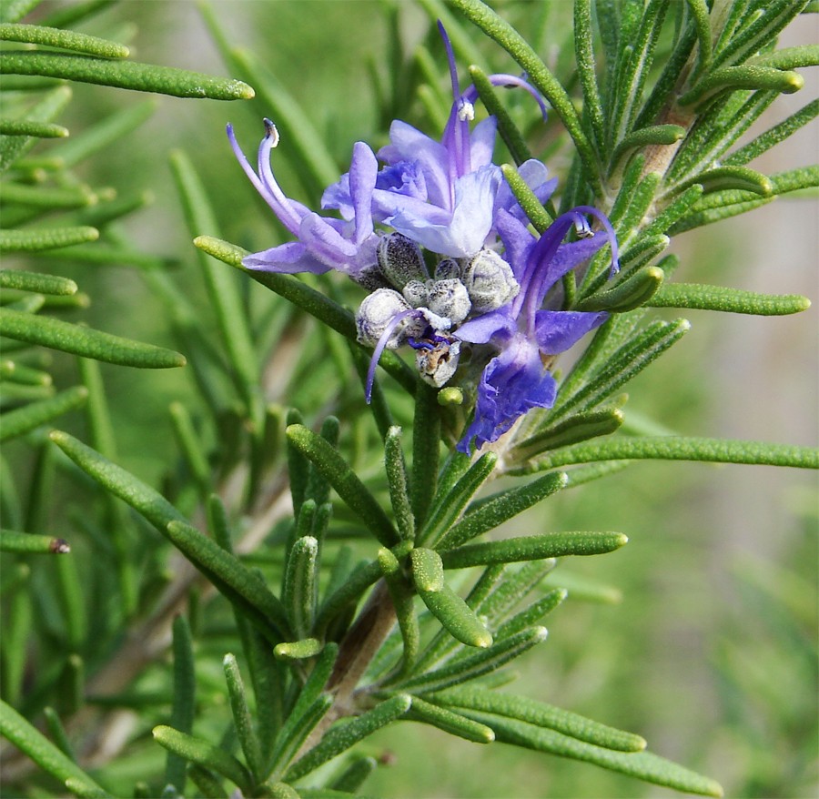 โรสแมรี่ - Rosemary Herb