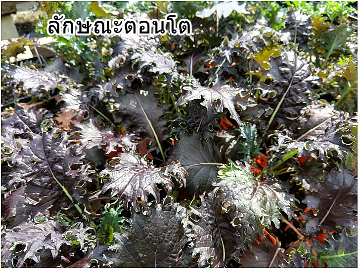 เมล็ดพันธุ์เคล เคเอ็กซ์วัน KX1 Baby Leaf Kale Seed 100 เมล็ด
