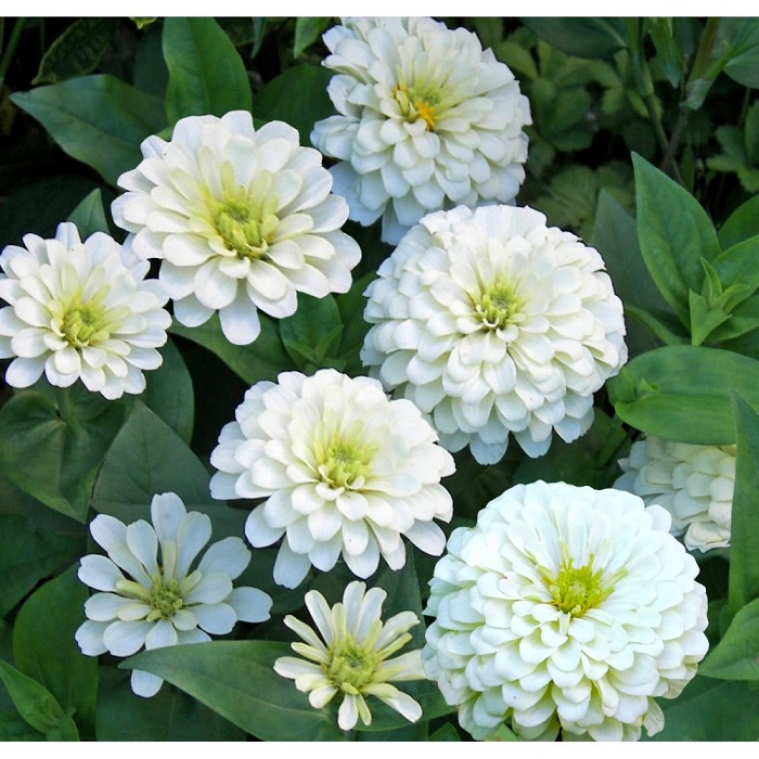 (Whole 1 Oz) ดอกบานชื่นสีขาว - Polar Bear White Zinnia Flower