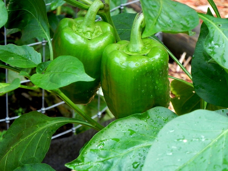 (Whole 1 Oz) พริกหวานสีเขียว - Green Sweet Pepper