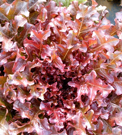 (Whole 1 Oz) สลัดแดงโบวล์ - Red Salad Bowl