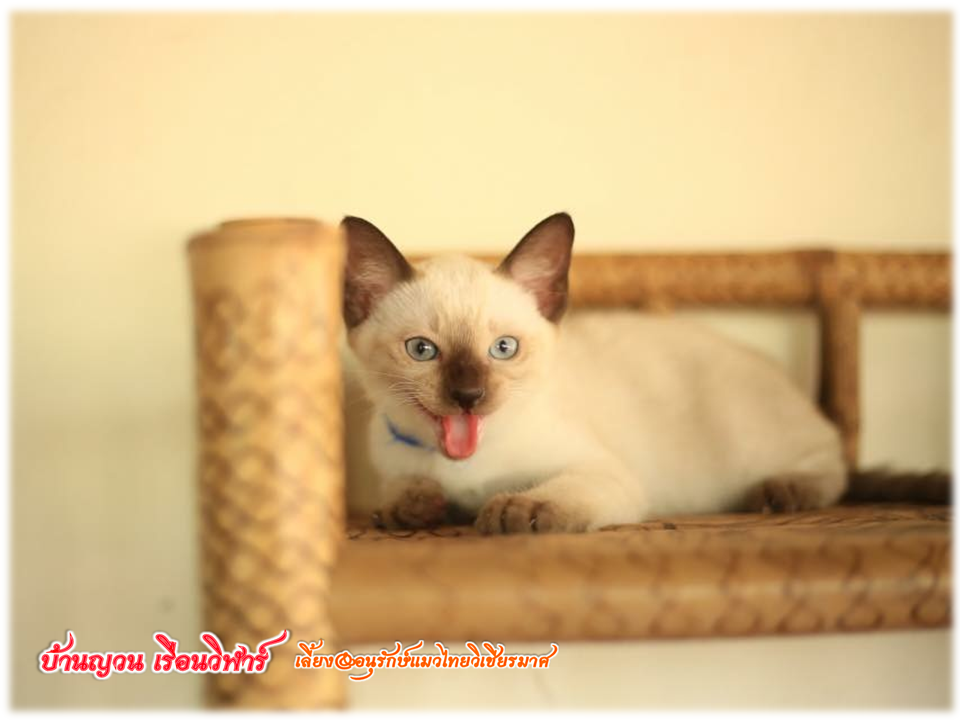 น้องแมวมาใหม่ วันที่ 1/4/2560