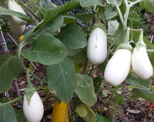 มะเขือขาวแคสเปอร์ - Casper Eggplant