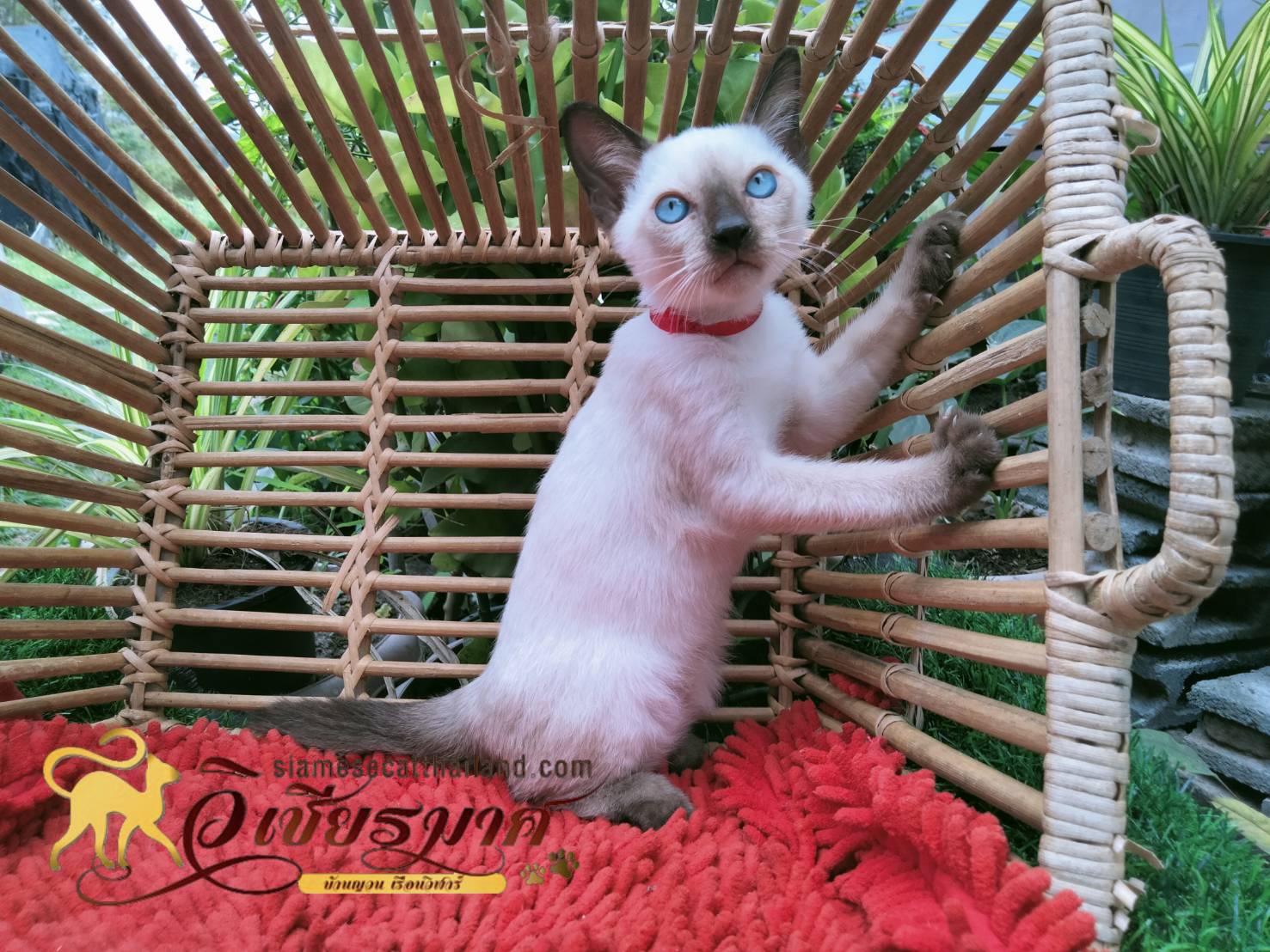 น้องแมว รุ่น 3/2565