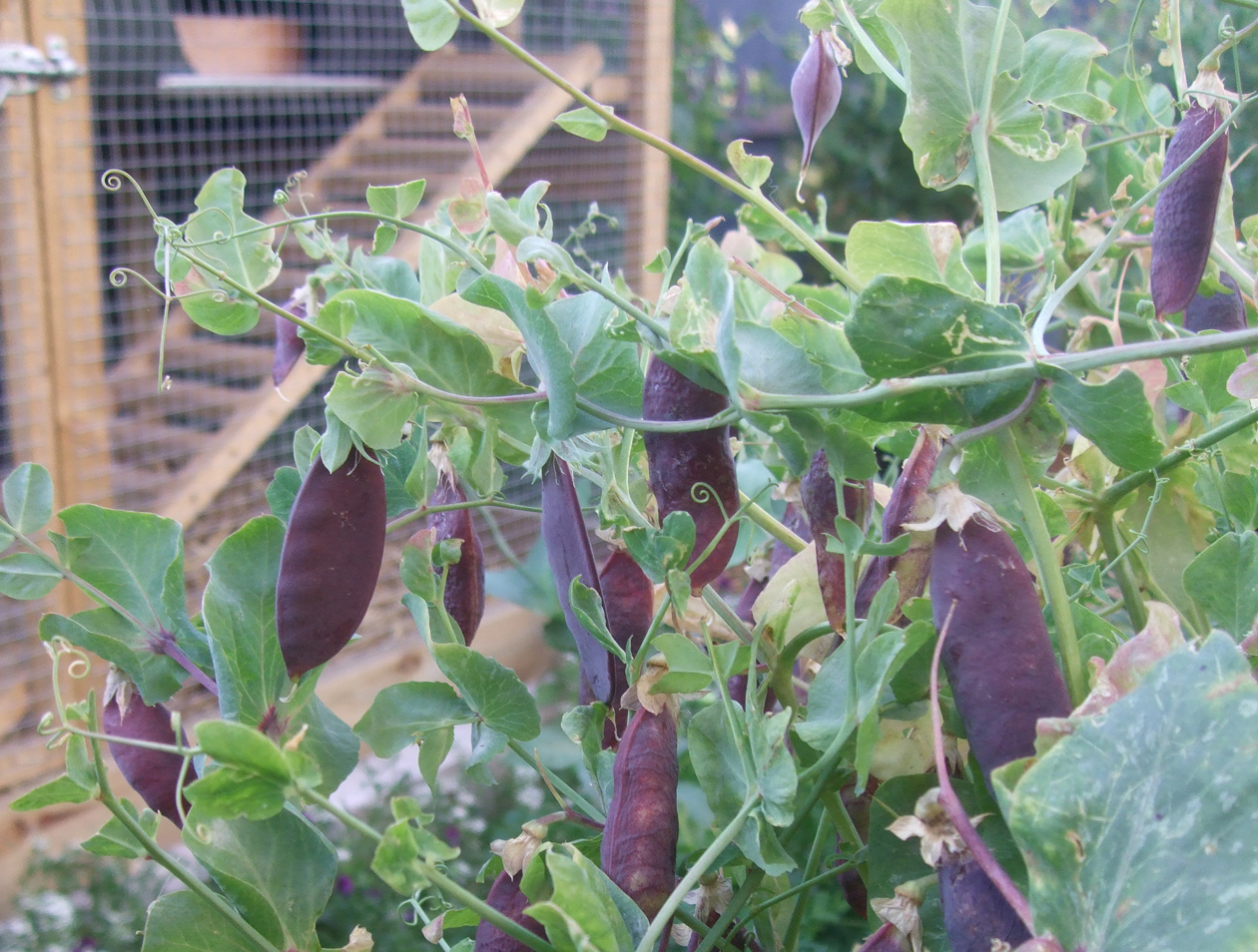ถั่วลันเตาสีม่วง - Purple Magnolia Snap Pea seed 20 เมล็ด
