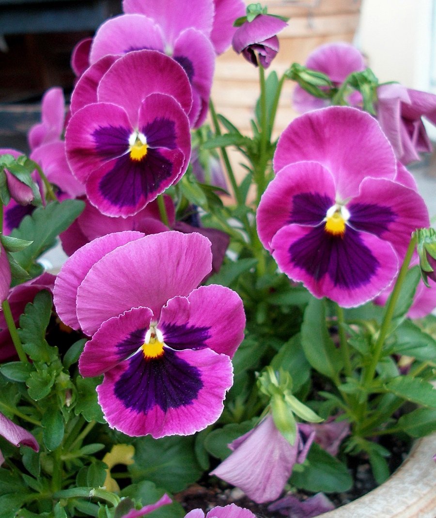 ดอกหน้าแมวคละสี - Swiss Giant Pansy Flower