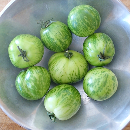 มะเขือเทศม้าลายสีเขียว - Green Zebra Tomato