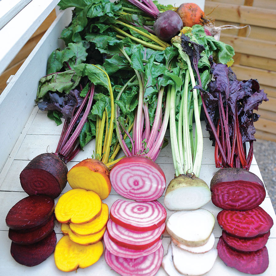 หัวบีชเหลืองโกลเด้นดีทรอย - Golden Detroit Beet