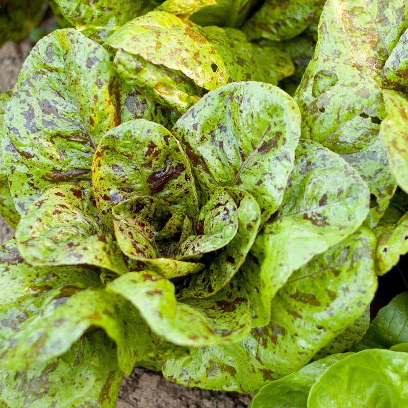 สลัด ฟรีคเคิล - Freckles Lettuce