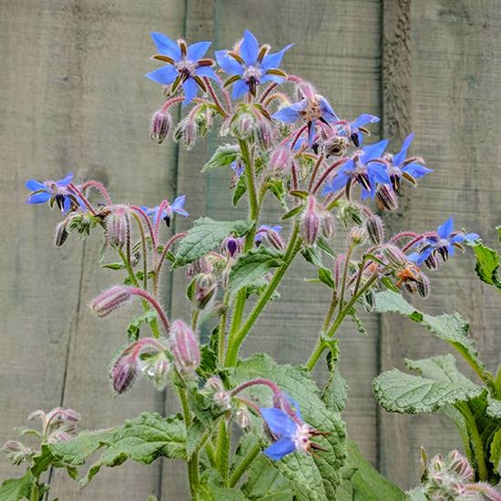 โบราจ - Borage (ดอกใบ กินได้ )