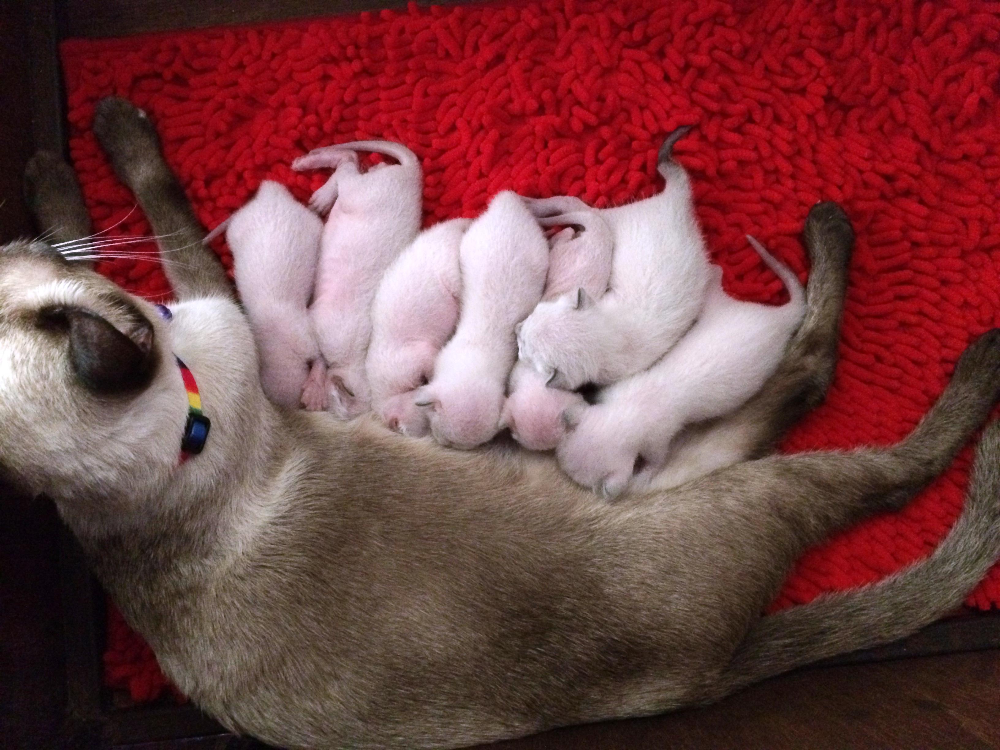 เรือนวิฬาร์