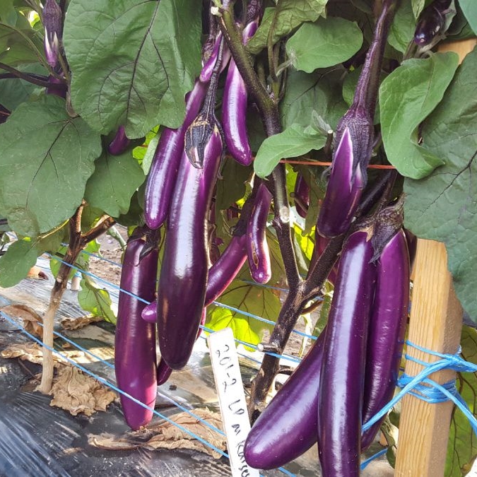 มะเขือยาวม่วงญี่ปุ่น - Japanese Long Eggplant F1