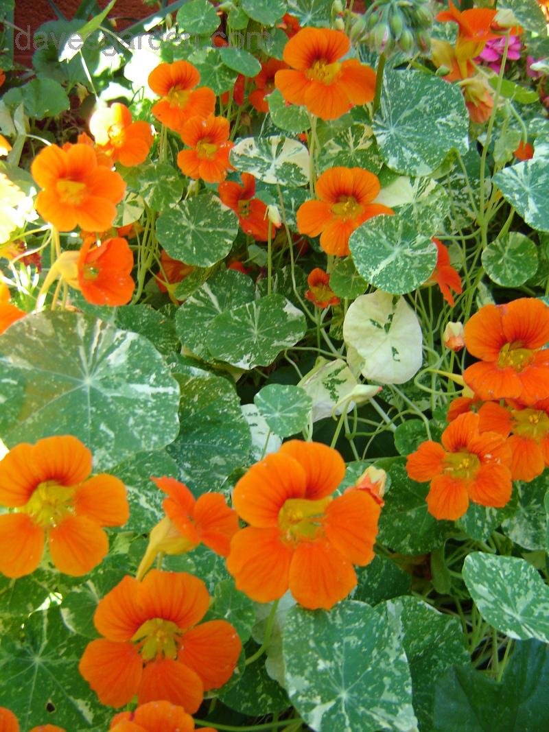 ดอกแนสเทอร์เที่ยม อลาสก้า คละสี - Alaska Mix Nasturtium (ดอกใบกินได้)