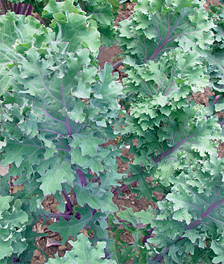 เคลแดงรัสเซีย - Red Russian Kale