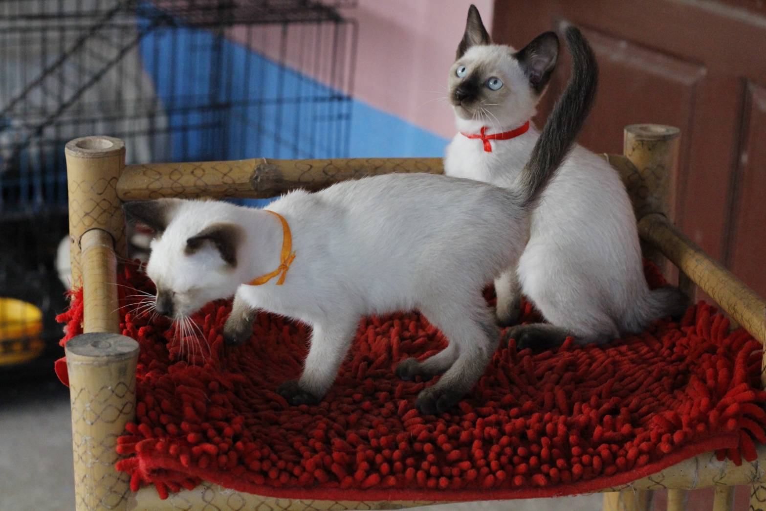 น้องแมวรุ่น 11/2565