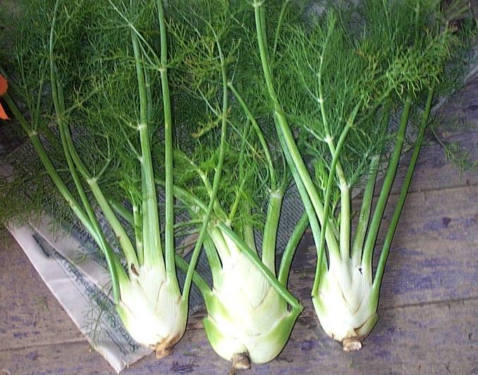 (Whole 1 Oz.) เฟนเนล - Florence Fennel