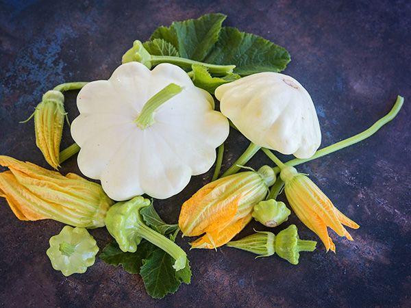 ฟักทองจานบินสีขาว - White Scallop Squash